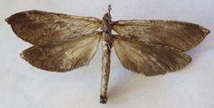 Phassus huebneri