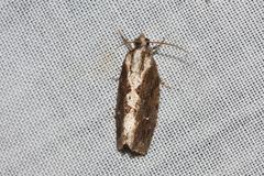 Oxysemaphora notialis