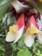 Costus asplundii