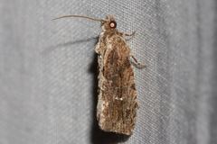 Oxysemaphora notialis