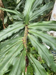 Costus asplundii