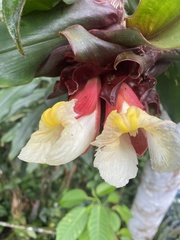 Costus asplundii