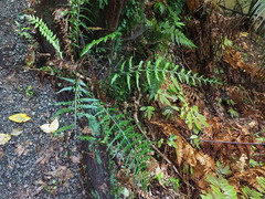 Asplenium bulbiferum x a flaccidum