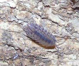 Trachelipodidae