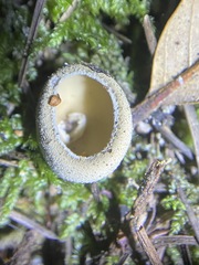 Tarzetta cupularis