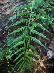 Asplenium bulbiferum x a flaccidum