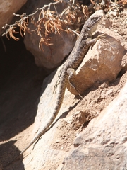 Liolaemus leopardinus