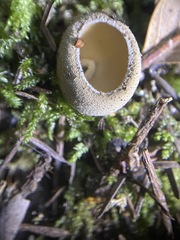 Tarzetta cupularis