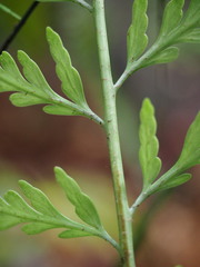 Asplenium bulbiferum x a flaccidum