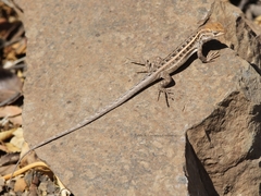 Liolaemus pseudolemniscatus