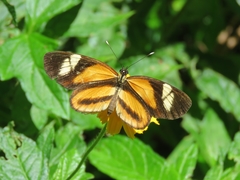 Eresia
