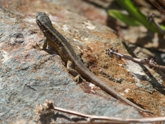 Liolaemus moradoensis