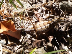 Liolaemus schroederi