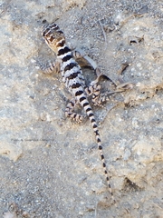 Pristidactylus alvaroi