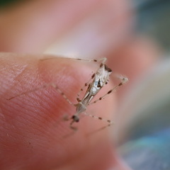 Stenolemus bituberus