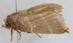 Eutachyptera psidii