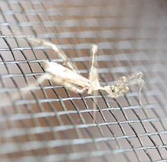 Stenolemus bituberus