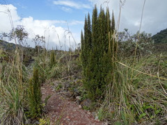 Miconia salicifolia