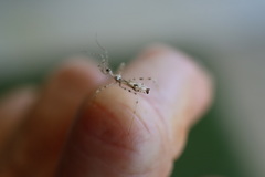 Stenolemus bituberus