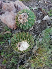 Parodia erinaceus