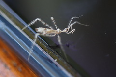 Stenolemus bituberus