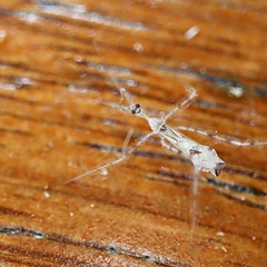 Stenolemus bituberus