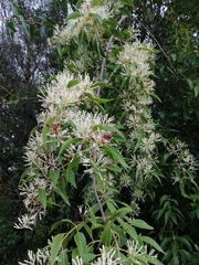 Tripodanthus acutifolius