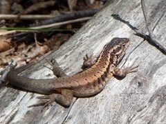 Liolaemus septentrionalis