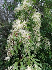 Tripodanthus acutifolius