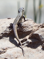 Liolaemus curicensis