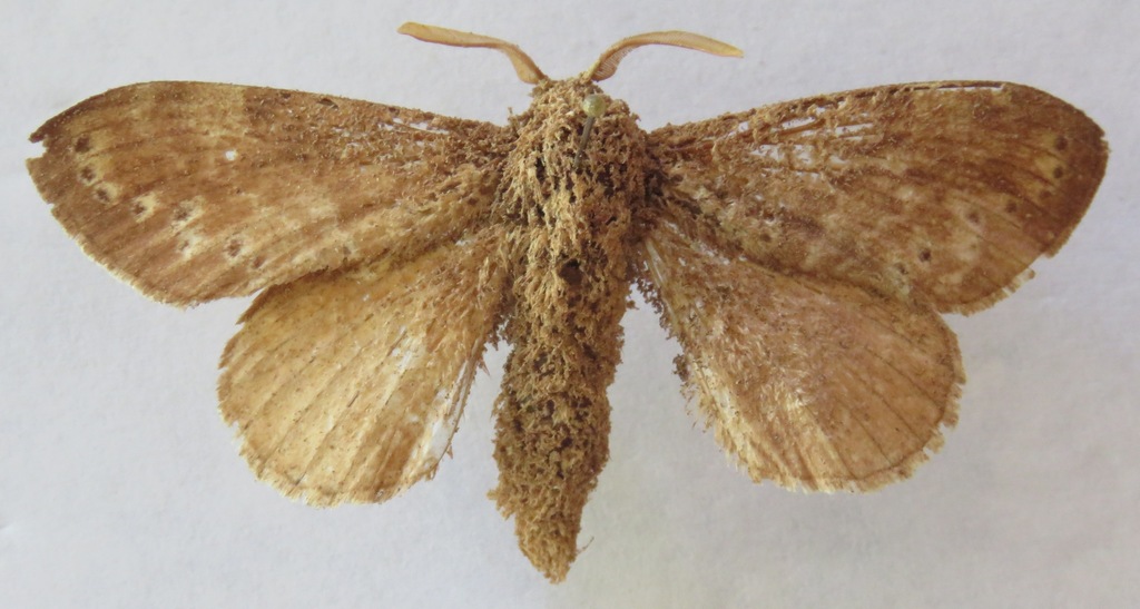 Prorifrons vibrans