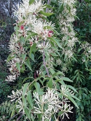 Tripodanthus acutifolius