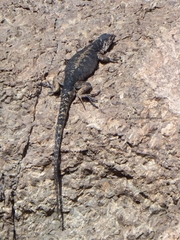 Liolaemus curis