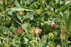 Trifolium fucatum
