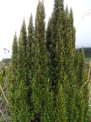 Miconia salicifolia