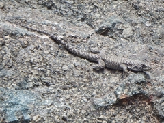 Liolaemus valdesianus