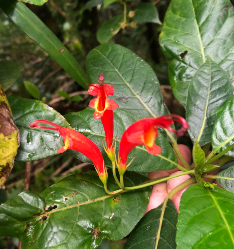 Gesneria