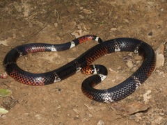 Micrurus surinamensis