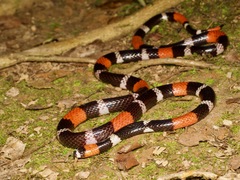 Micrurus lemniscatus helleri