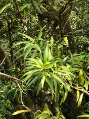 Podocarpus coriaceus
