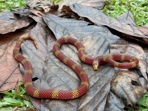 Photo of a Langsdorff's Coral Snake (Micrurus langsdorffi)