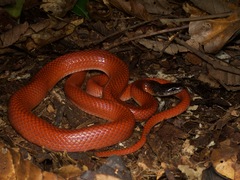 Crowned False Boa photo 5
