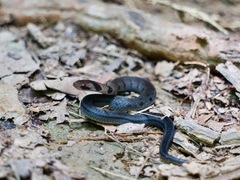 Erythrolamprus pygmaeus