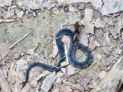 Photo of a Amazon Tropical Forest Snake (Erythrolamprus pygmaeus)