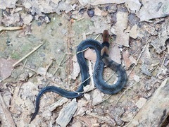 Erythrolamprus pygmaeus