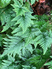 Selaginella substipitata