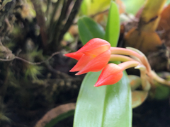 Maxillaria coccinea