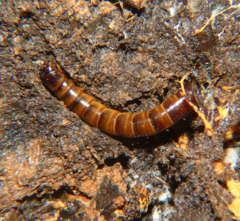 Meracantha contracta