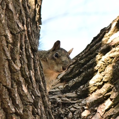 Sciurus niger