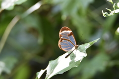 Greta morgane morgane